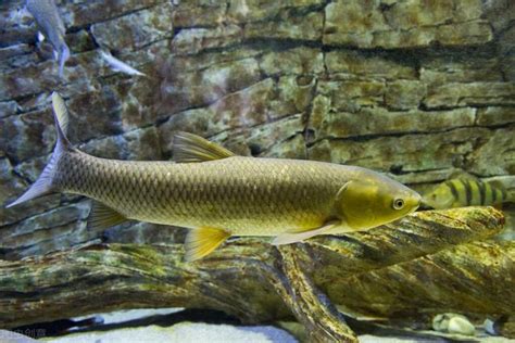 魚池養魚|2020年池塘養魚賺錢嗎？池塘養魚成本及利潤分析